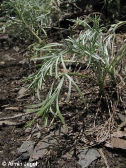 Artemisia_campestris_lednicensis_Eifel2012_Spitznack080612_ja01.jpg