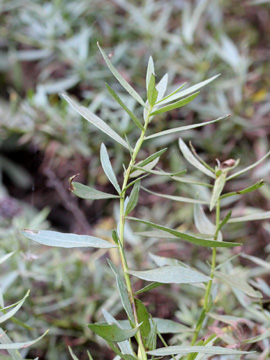 Artemisia_dracunculus_151017_CB02.jpg