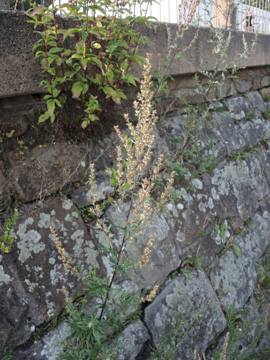 Artemisia_vulgaris_BOKemnaderSee_Mauer_260816_ja02.jpg