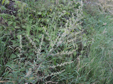 Artemisia_vulgaris_BOKemnaderSee_Mauer_260816_ja04.jpg