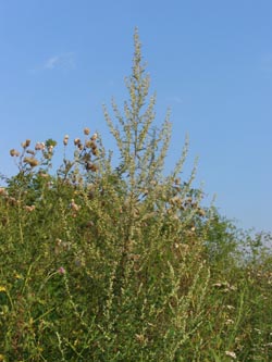Artemisia_vulgaris_BOOBerdahlhausen040808_ja01.jpg