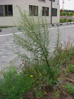 Artemisia_vulgaris_DOHoerdePhoenixsee210712_TK01.jpg