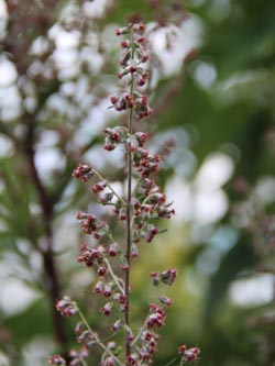 Artemisia_vulgaris_MH_020714_CB02.jpg