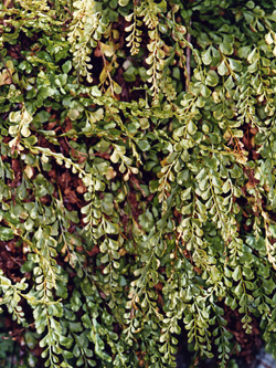 Asplenium_alternifolium_heufleri_Glottertal_2002_ML01.jpg