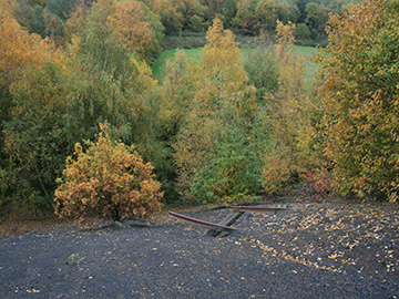 Betula_pendula_Quercus_robur_Industriewald_Lothringen_2010_CB01.jpg