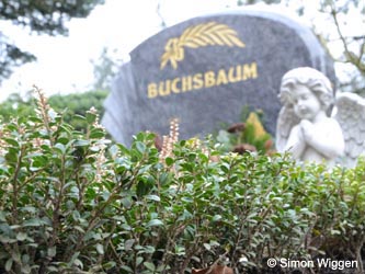 Buxus_sempervirens_HERSodingenSuedfriedhof250212_SW01.jpg