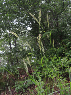 Calamagrostis_arundinacea_Attendorn_250616_ja01.jpg