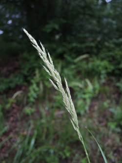 Calamagrostis_arundinacea_Attendorn_250616_ja04.jpg