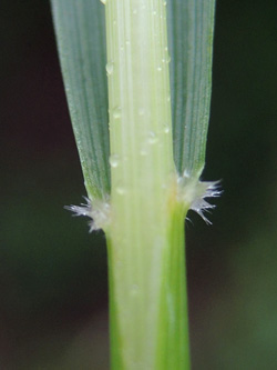 Calamagrostis_arundinacea_Attendorn_250616_ja14.jpg