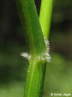 Calamagrostis_arundinacea_Brilon260409_ja01_2.jpg