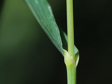 Calamagrostis_canescens_130718_CB06.jpg