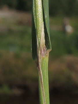 Calamagrostis_canescens_Bordelumer_Heide_Nordfriesland2018_010618_ja03.jpg