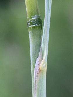 Calamagrostis_epigejos_Bergheim_110616_CB03.jpg