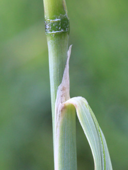 Calamagrostis_epigejos_Bergheim_110616_CB05.jpg