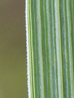 Calamagrostis_epigejos_Bergheim_110616_CB08.jpg