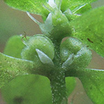 Callitriche platycarpa - Flachfrüchtiger Wasserstern