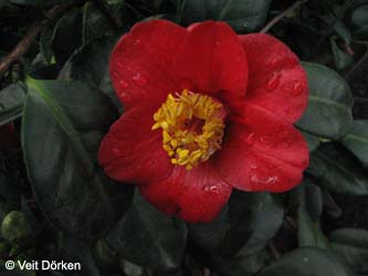 Camellia_japonica_KoreanFire_VD01.jpg