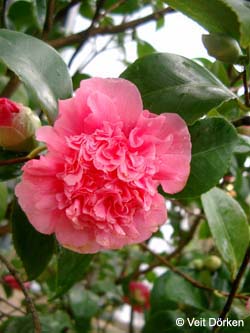 Camellia_japonica_KramersSurpreme_VD01.jpg
