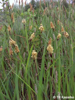 Carex_acutiformis_HERHibernia_05012_TK78.jpg