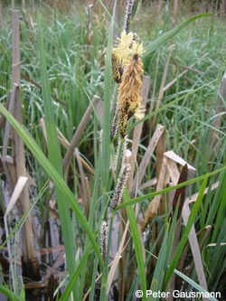 Carex_acutiformis_HERPluto2009_PG01.jpg