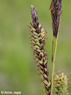Carex_acutiformis_ja02.jpg