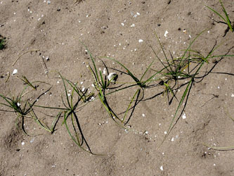 Carex_arenaria_030514_ja01.jpg