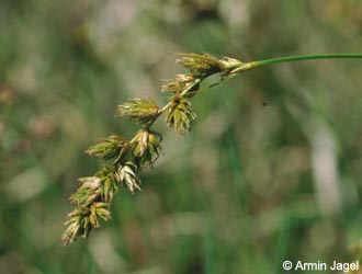 Carex_arenaria_F308_ja.jpg
