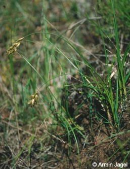 Carex_arenaria_F309-310_ja.jpg