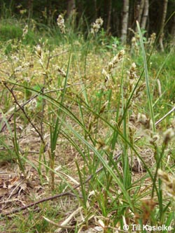 Carex_arenaria_HoheMark160509_TK71.jpg