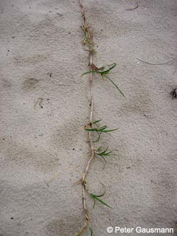 Carex_arenaria_NLBraydunes2008_PG04.jpg