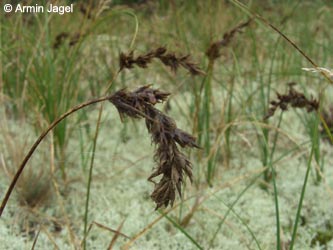 Carex_arenaria_NSGElbtalduenen_ElbeEx2008_ja01.jpg