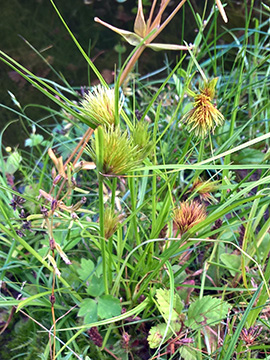 Carex_bohemica_210817_CElpe00.jpg