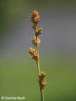 Carex_canescens_Eifel2012_Windsbornkratersee090612_CB01.jpg