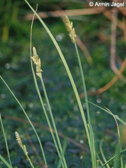 Carex_canescens_F129_ja01.jpg