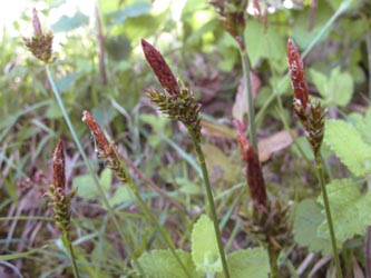 Carex_caryophyllea_HAHaspe130512_ML03.jpg