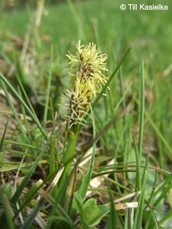 Carex_caryophyllea_Jakobsberg_210413_TK09.jpg