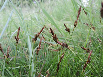 Carex_caryophyllea_Koeln_270518_TK32.jpg
