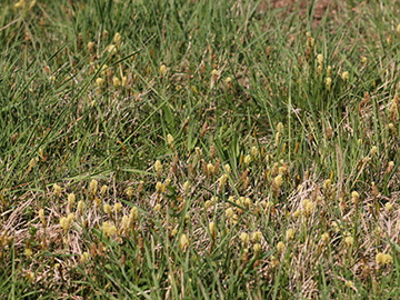 Carex_caryophyllea_Koeln_Buergerpark_200418_VU01.jpg