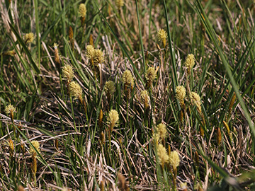 Carex_caryophyllea_Koeln_Buergerpark_200418_VU02.jpg