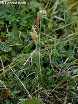 Carex_caryophyllea_WeldaerBerg190507_CB11.JPG