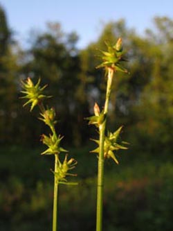 Carex_echinata_ENUellendahLA1110610_ja05.jpg