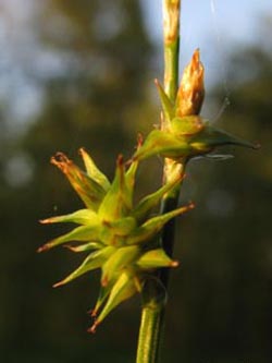 Carex_echinata_ENUellendahLA1110610_ja06.jpg