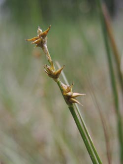 Carex_echinata_HildenerHeide_200615_ja01.jpg