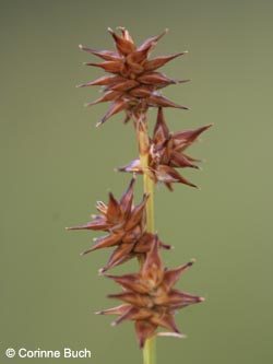 Carex_echinata_WahnerHeide010712_CB01.jpg