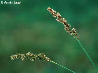 Carex_elongata_F340_ja.jpg