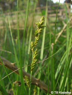 Carex_elongata_HiesfelderWald010509_TK07.jpg