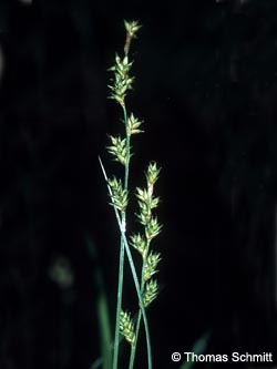 Carex_elongata_TS01_2.jpg