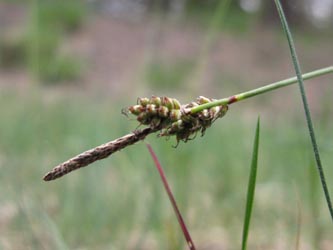 Carex_ericetorum_250513_ja02.jpg