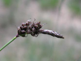 Carex_ericetorum_250513_ja06.jpg