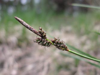 Carex_ericetorum_250513_ja11.jpg